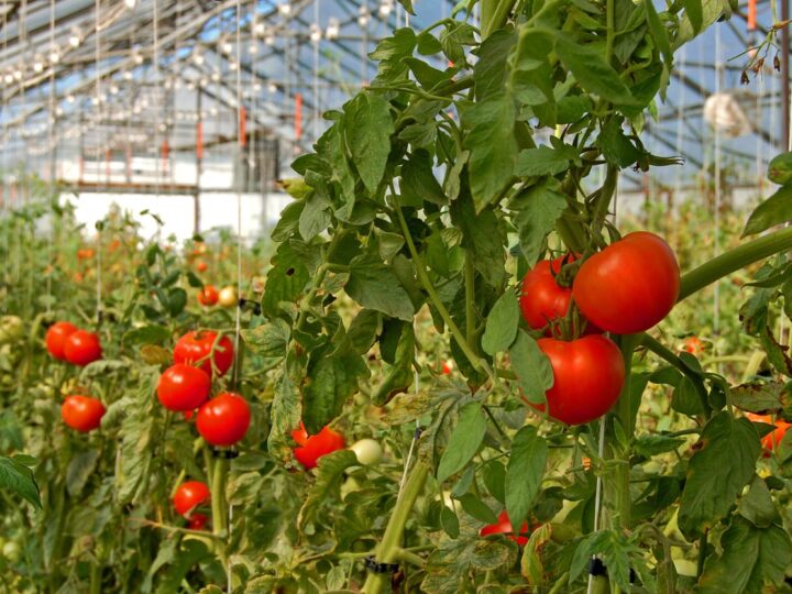 Greenhouse for Growing Tomatoes