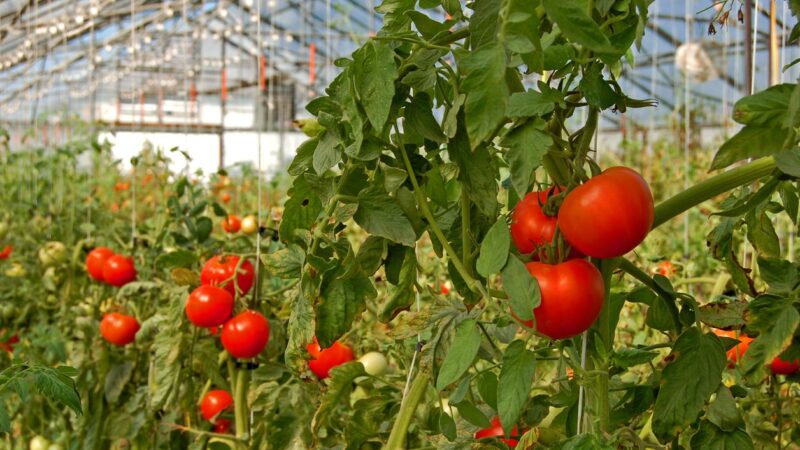 Greenhouse for Growing Tomatoes