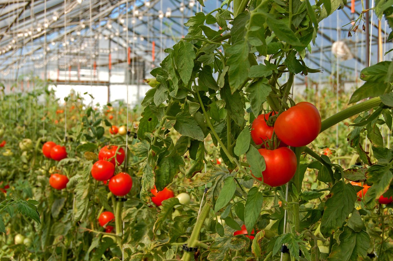 Greenhouse for Growing Tomatoes